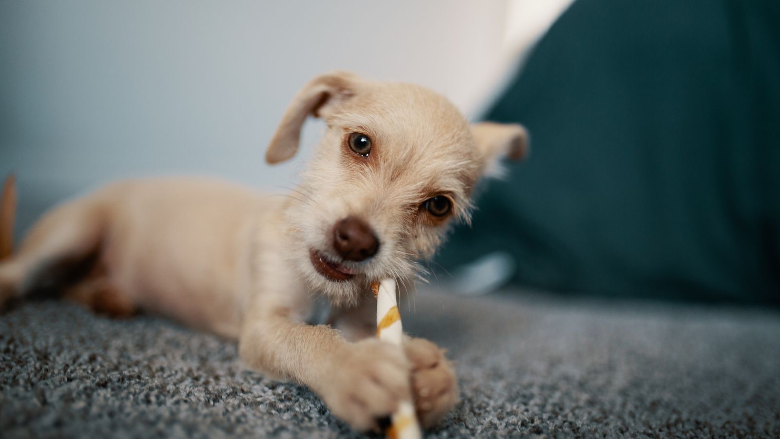 Dog relaxing on a living room rug near furniture, a common source of pet odor