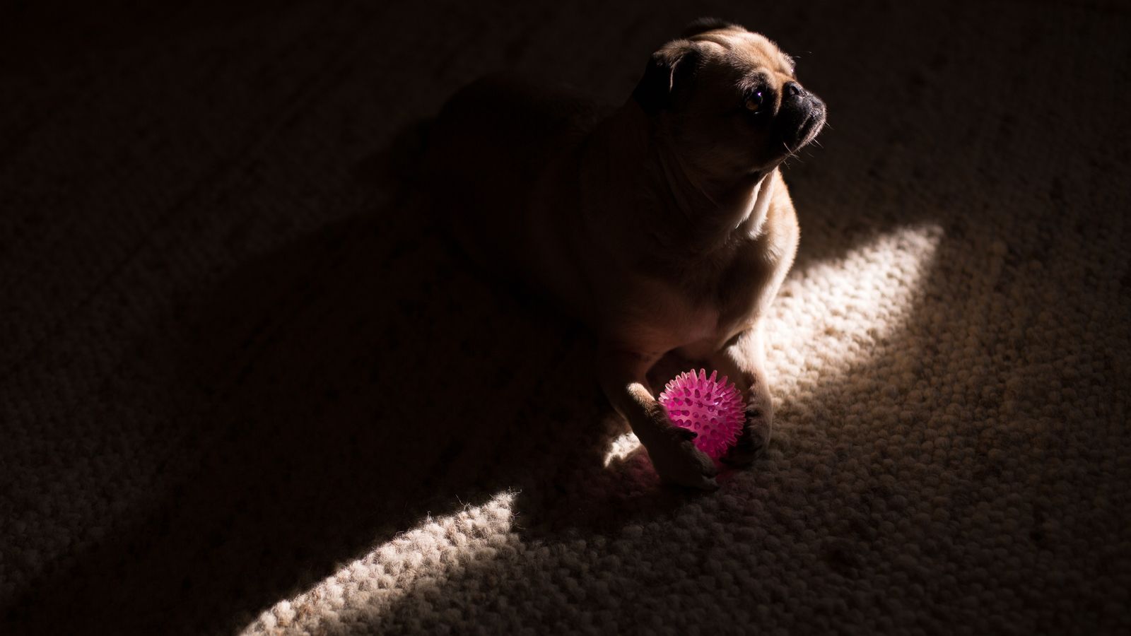 Person cleaning a carpet stain with a spray bottle to remove pet odor