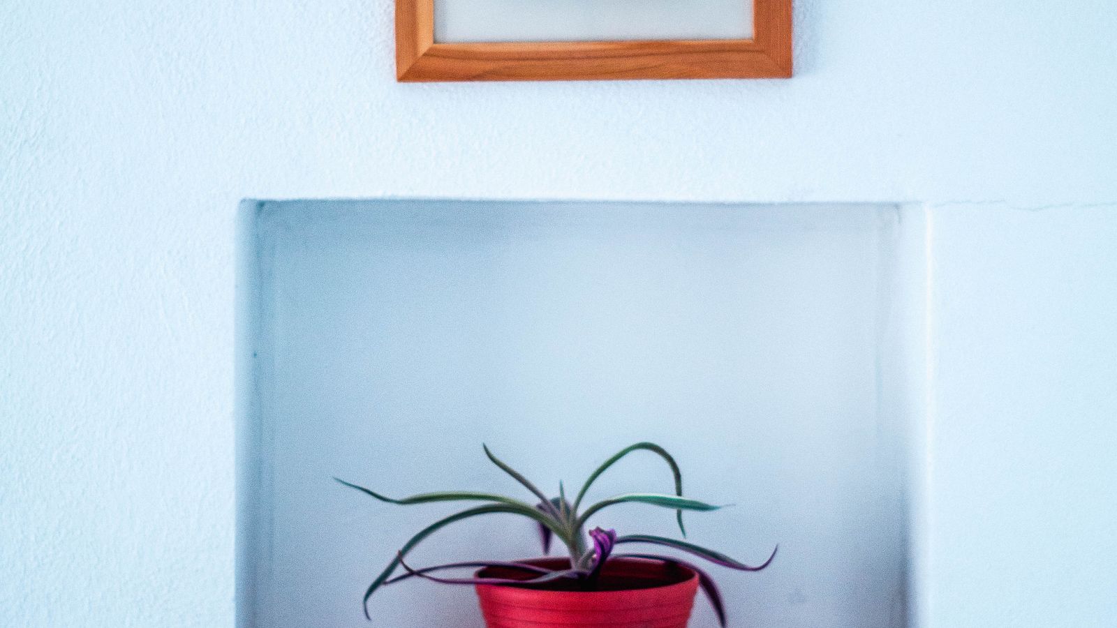 A floating picture ledge shelf displaying framed photos and a small potted plant